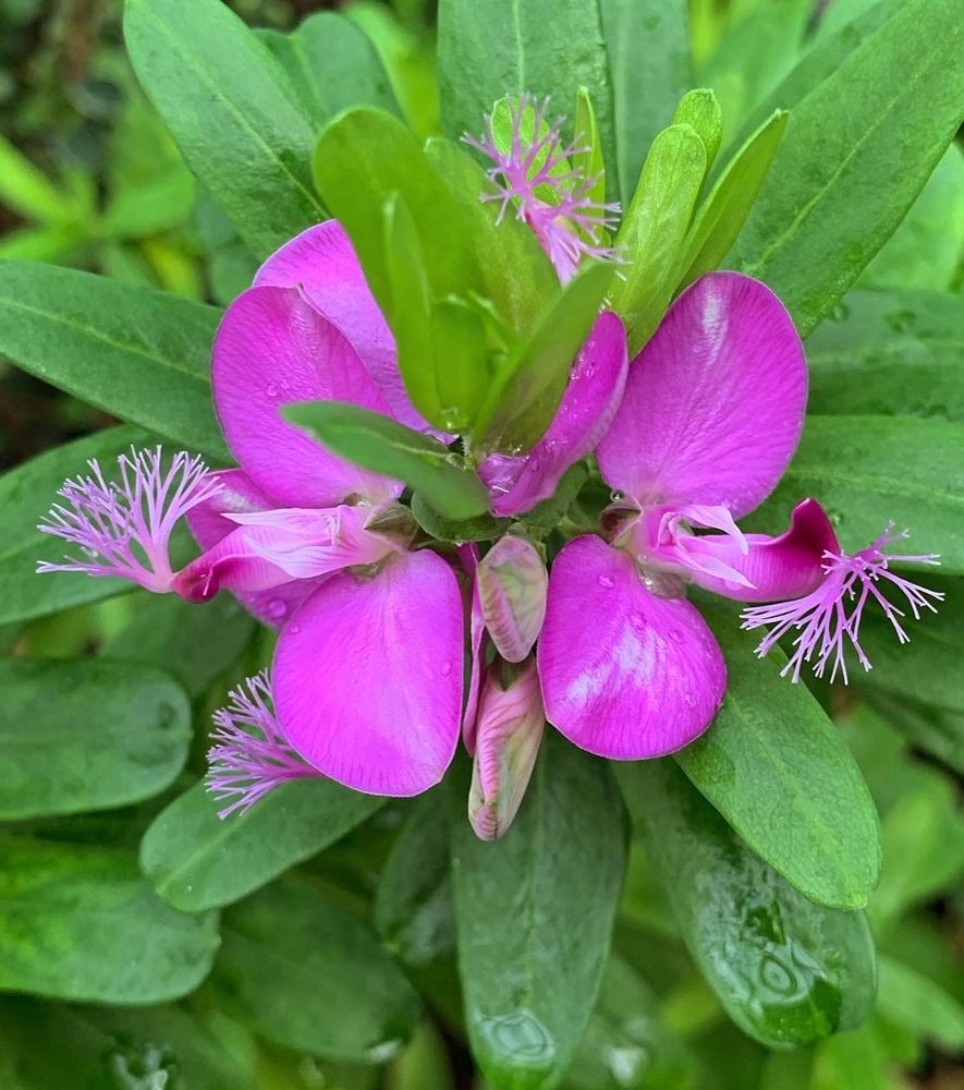 Close up of two magenta colored flowers with feathered crest