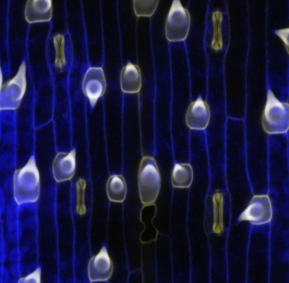 Entry from Lea and Michael, a mature grass lead epidermis 