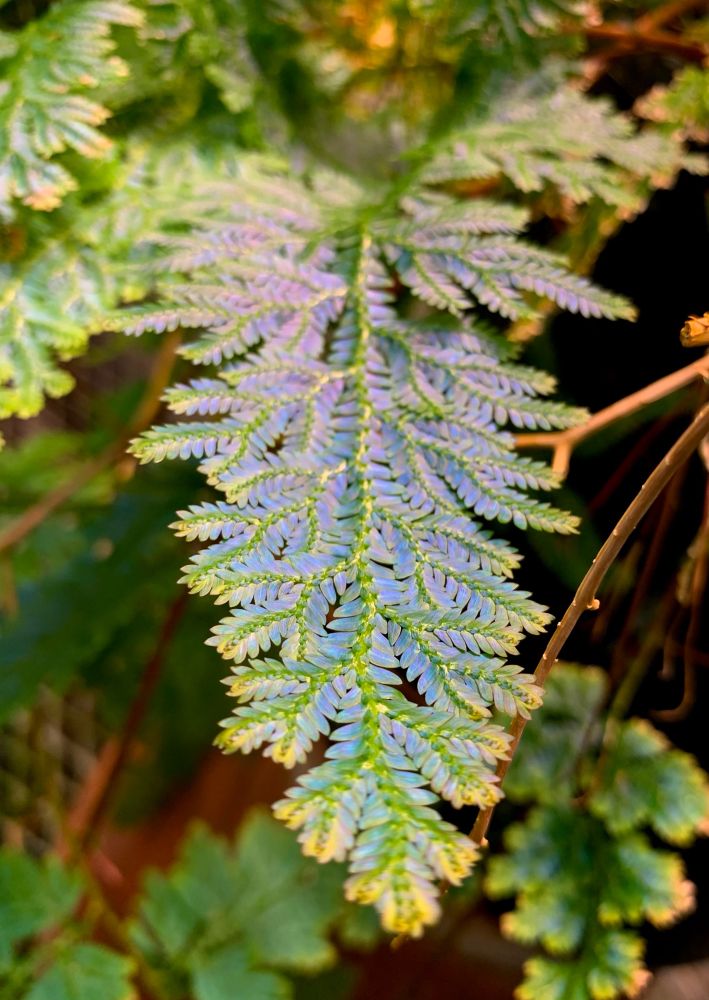 Beautiful leaves of  Selaginella willdenowii that’s metalic green and blue. Unreal colors!!