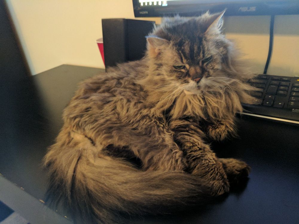 A long haired cat sitting perilously close to a keyboard