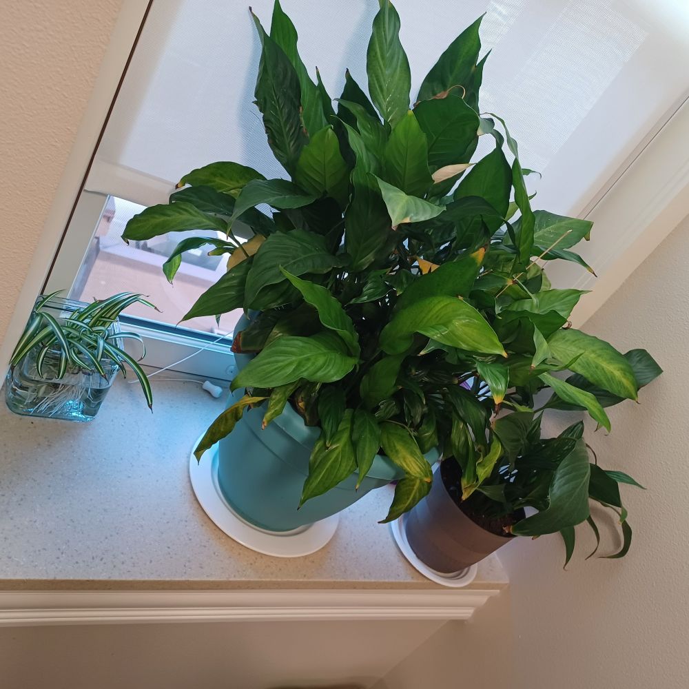Spiderplant cuttings and two Peace Lilies.