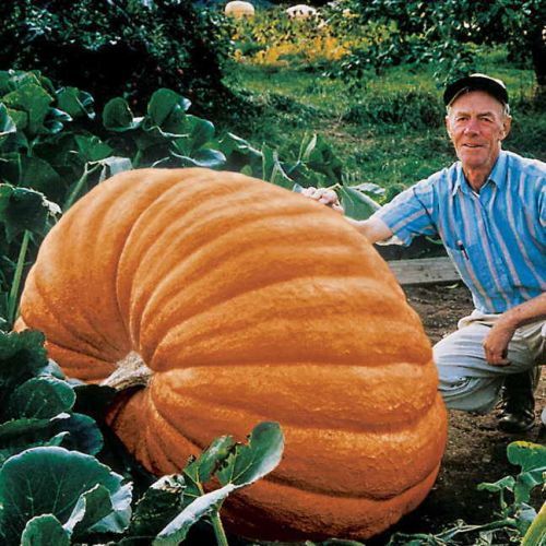 Pumpkin Orange inspired by Farmer Dill, Champion Pumpkin Grower