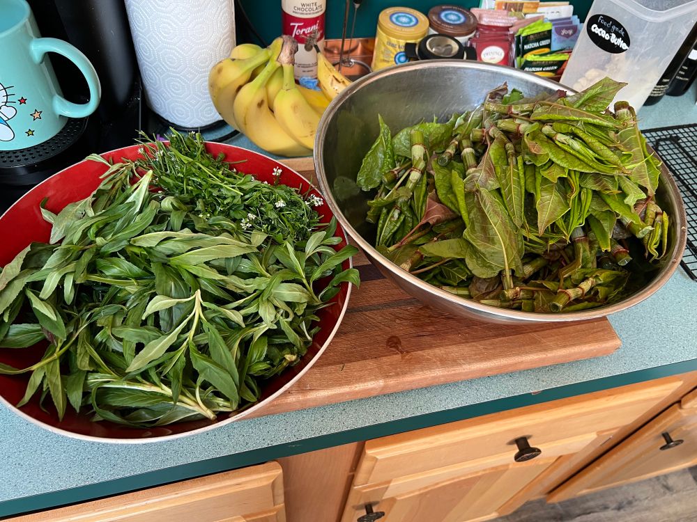 From left side of image to right: fringed willow-herb then wavy bittercress in the red bowl. Then japanese knotweed in the silver bowl.