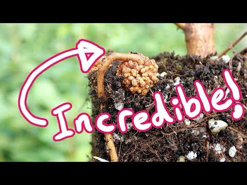 The Unexpected Science BENEATH Fava Bean Plants and Red Alder Trees