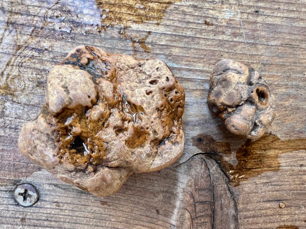 Bubbly textured brown rocks. One piece is larger than the other fairly uniform color, smooth texture.