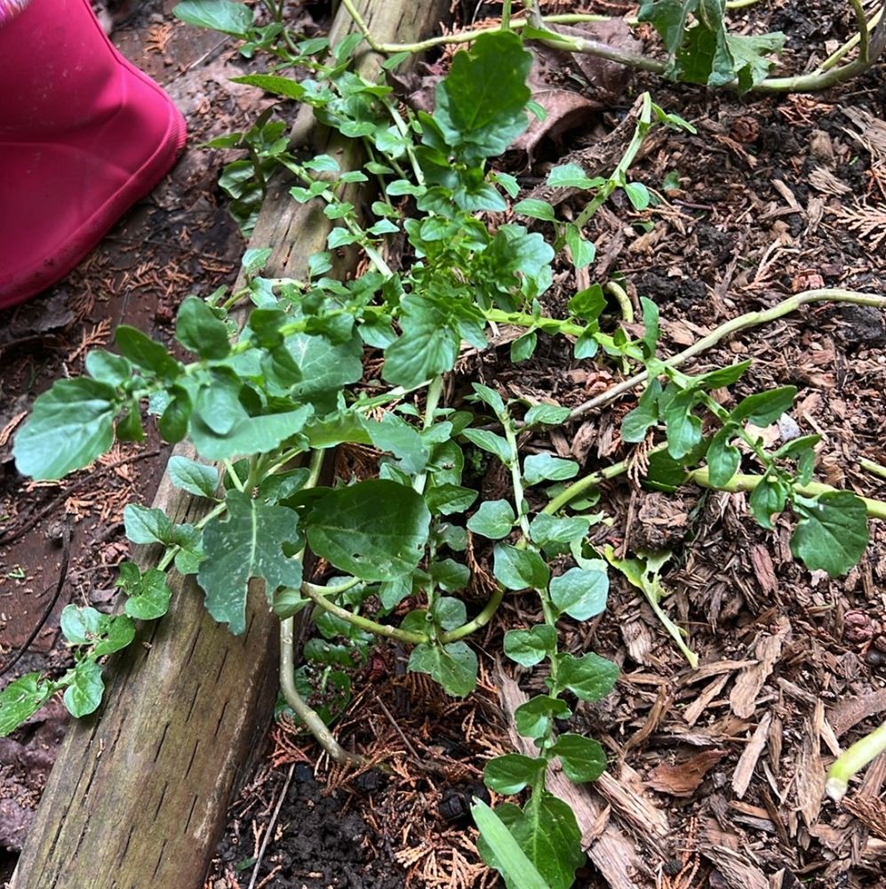 This is winter-cress.