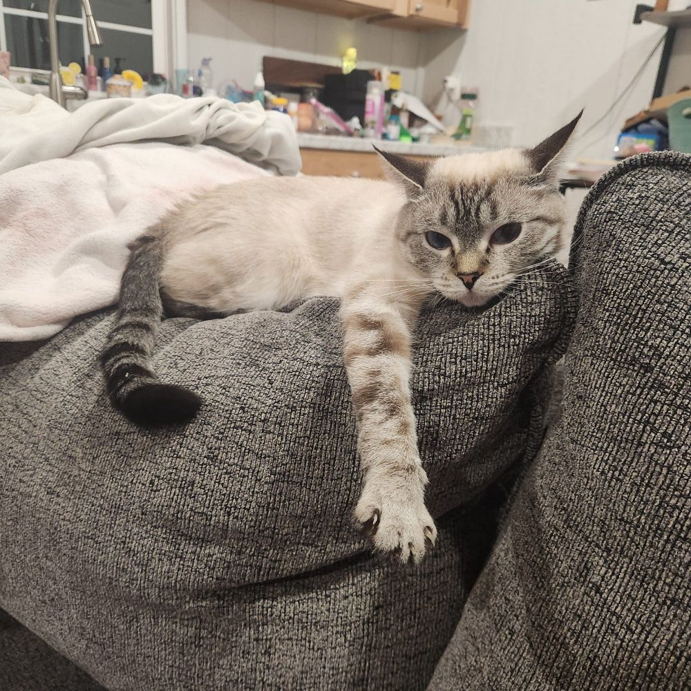 Stevie, my creme colored Rex kitten, extending her arm in sassy fashion while she lays on the back couch cushion by her pink and white blanket
