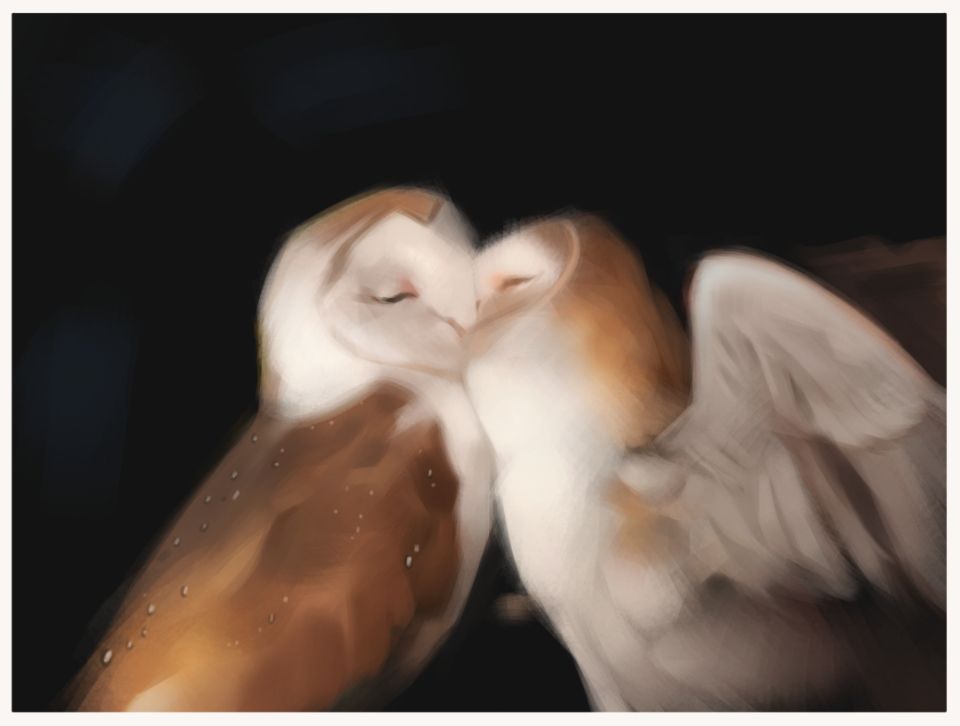 Two white and brownish owls kissing