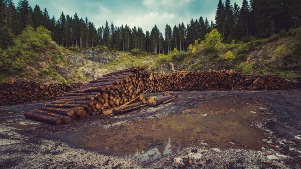 EU delaying anti-deforestation law a welcome relief for businesses