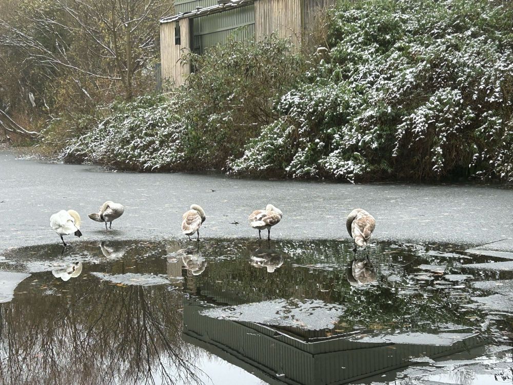 Two adult swans and three cygnets on a frozen canal
