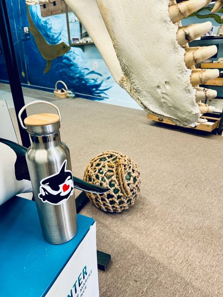 A metal & wood water bottle with an Orca sticker on the front next to a real full size Orca skeleton. The jaw & teeth on the right. At Noyo Center for Marine Science Discovery Center, downtown Fort Bragg, California. 