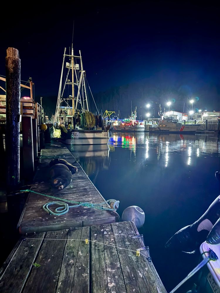 Noyo Harbor with 2 California Sea Lions on a dock, fishing boats & Coast Guard boats getting ready for the Annual Christmas Lit Boat Parade. 