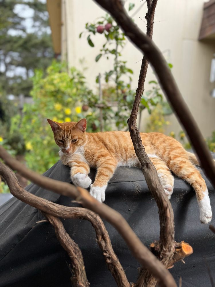 Ringo, my neighbors ginger cat relaxing on my barbecue. 