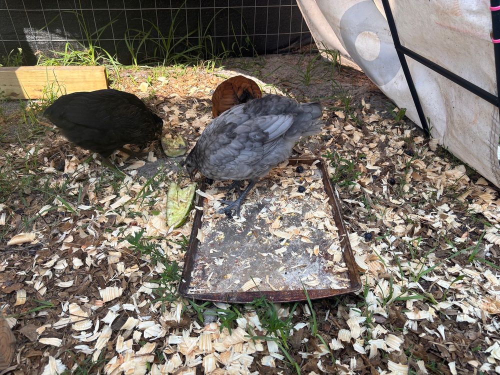 the pullets have destroyed the feast and scattered the pine shavings everywhere.
nothing was spared.