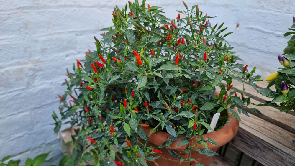 Chillies