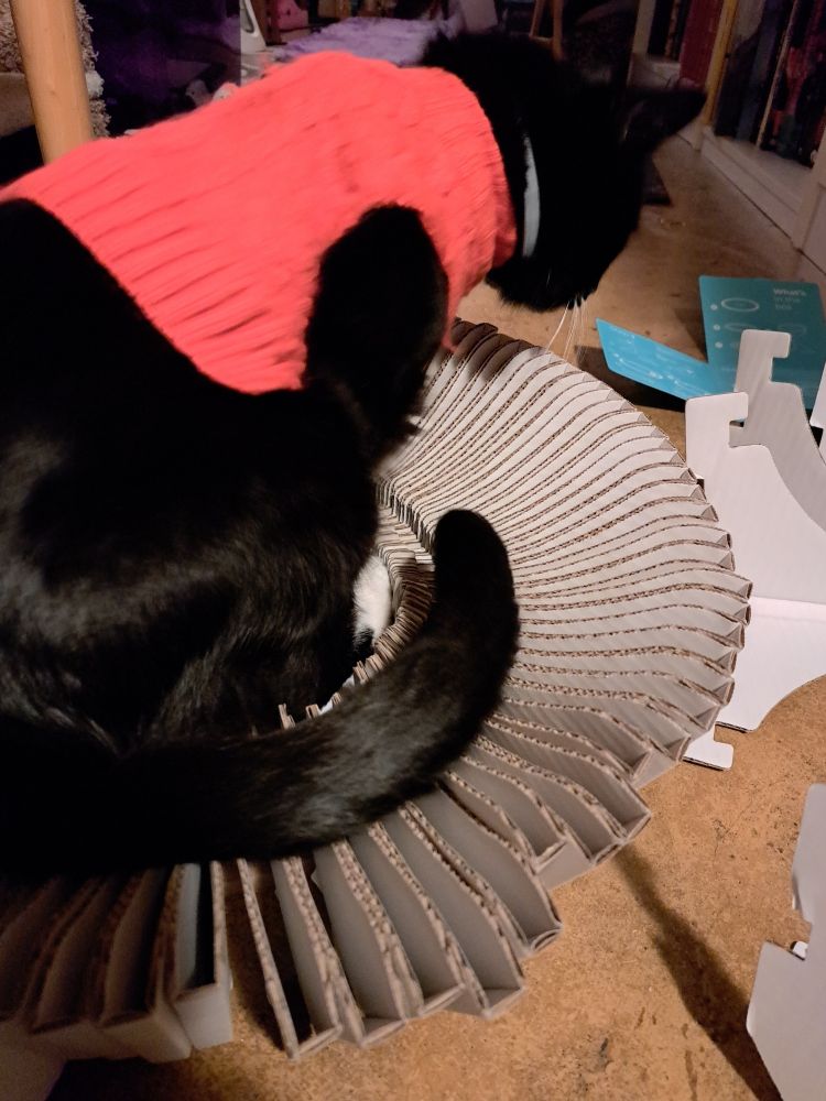 A tuxedo cat wearing a red sweater facing away from the camera looking at the floor while sitting on a partially completed cardboard cat bed.