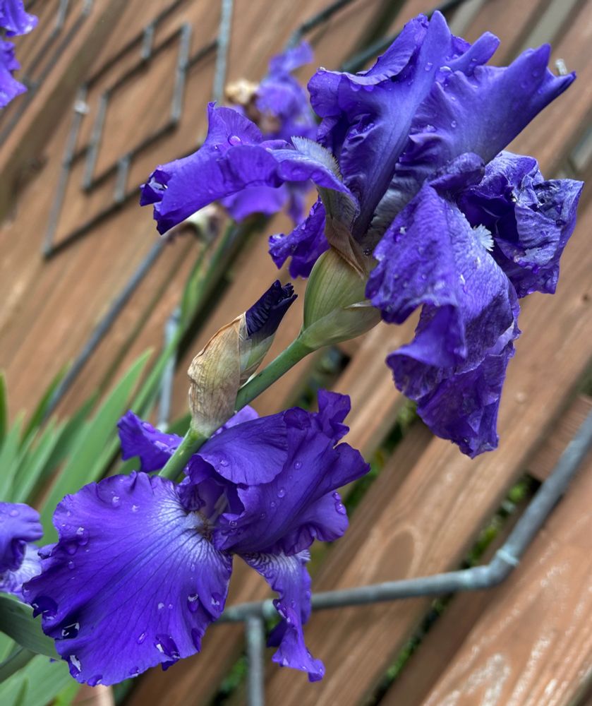 Harsh metal bars, rough wood fence, delicate Iris petals. #BlueSkyMonday #Photography #LastoftheIrisesIPlanted
