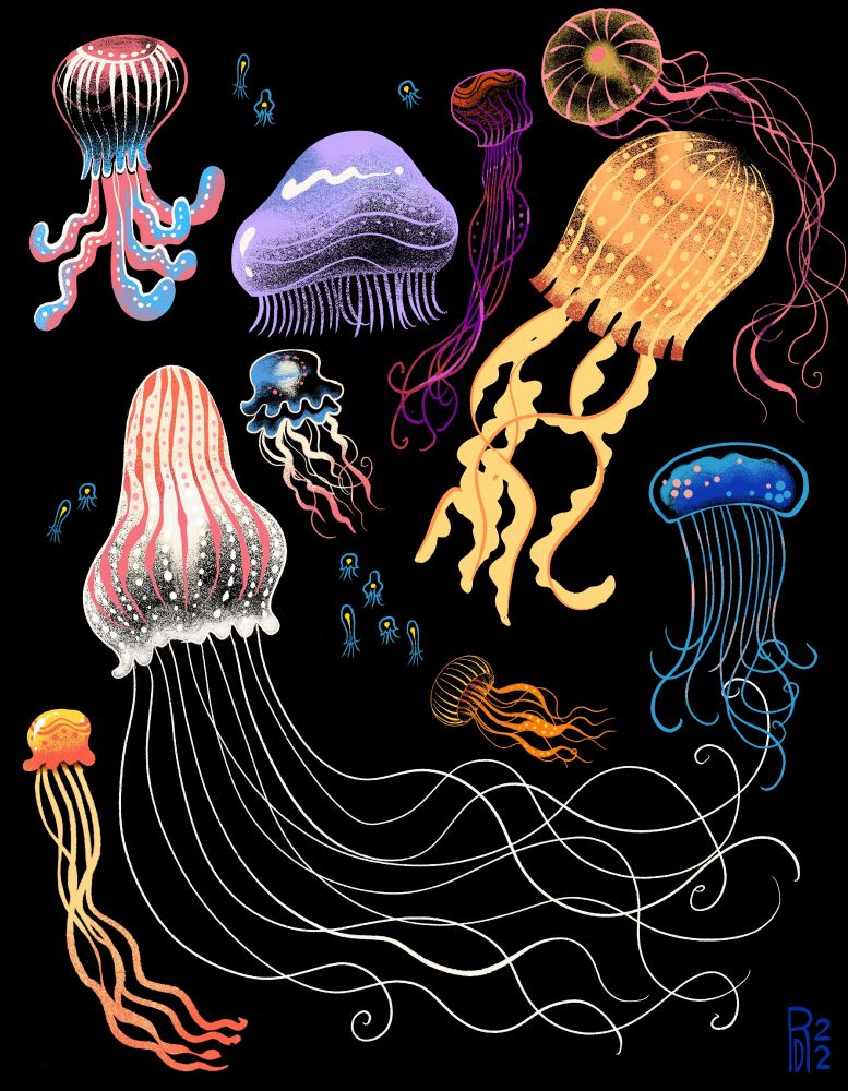An illustration of eleven different jellyfish. They range from orange, purple, pink, to blue in color.