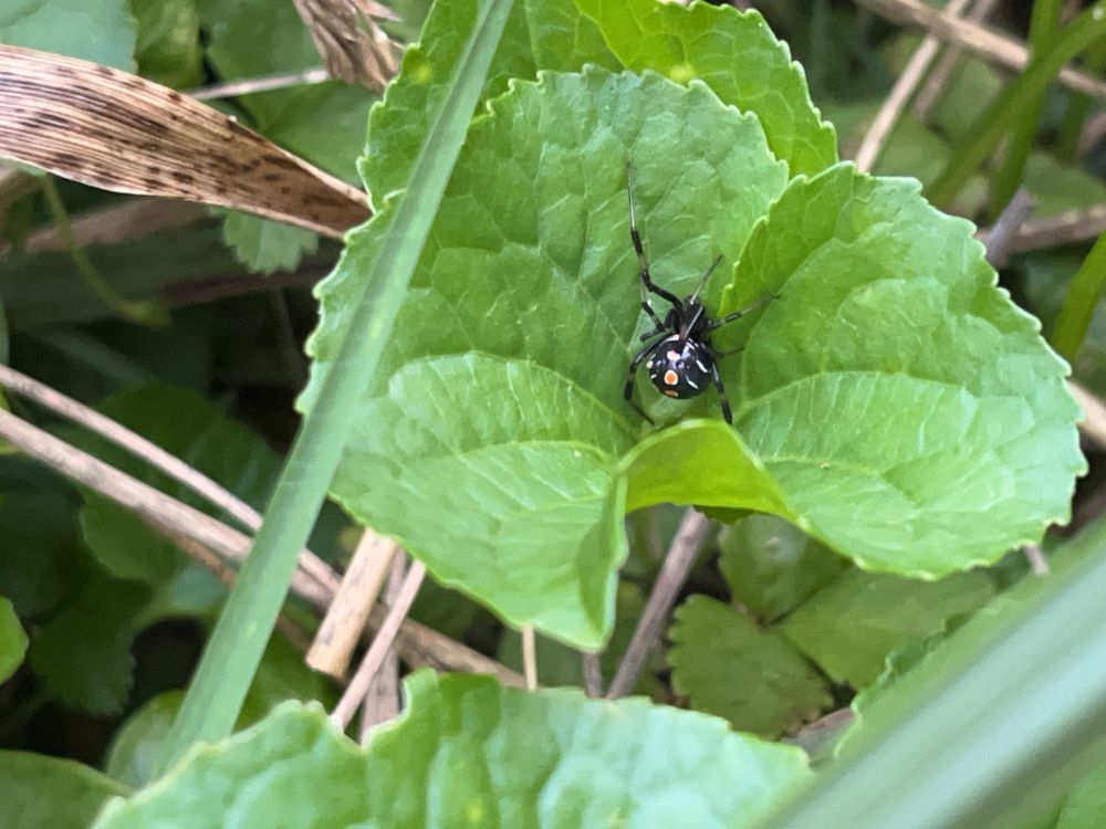 A tiny northern black widow spider sits on a green violet leaf, with green and dried grass stems crossing in the background. She is round and shiny black, with three red patches in a row down her back outlined in yellow/white and a pair of slanted white lines on either side. Her legs appear striped black and a lighter gray-brown.