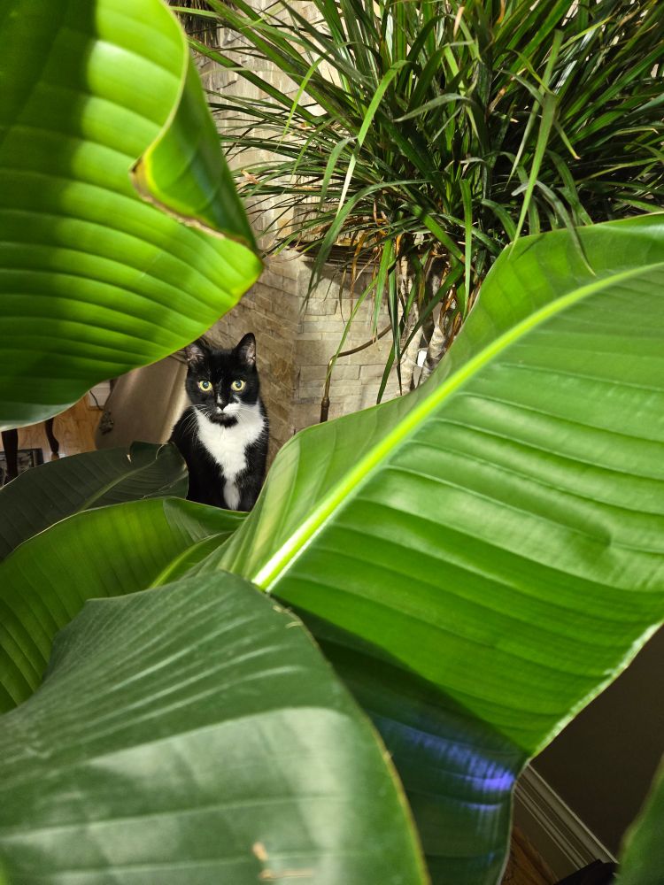 A tuxedo cat, peeking from amid massive bird of paradise leaves.