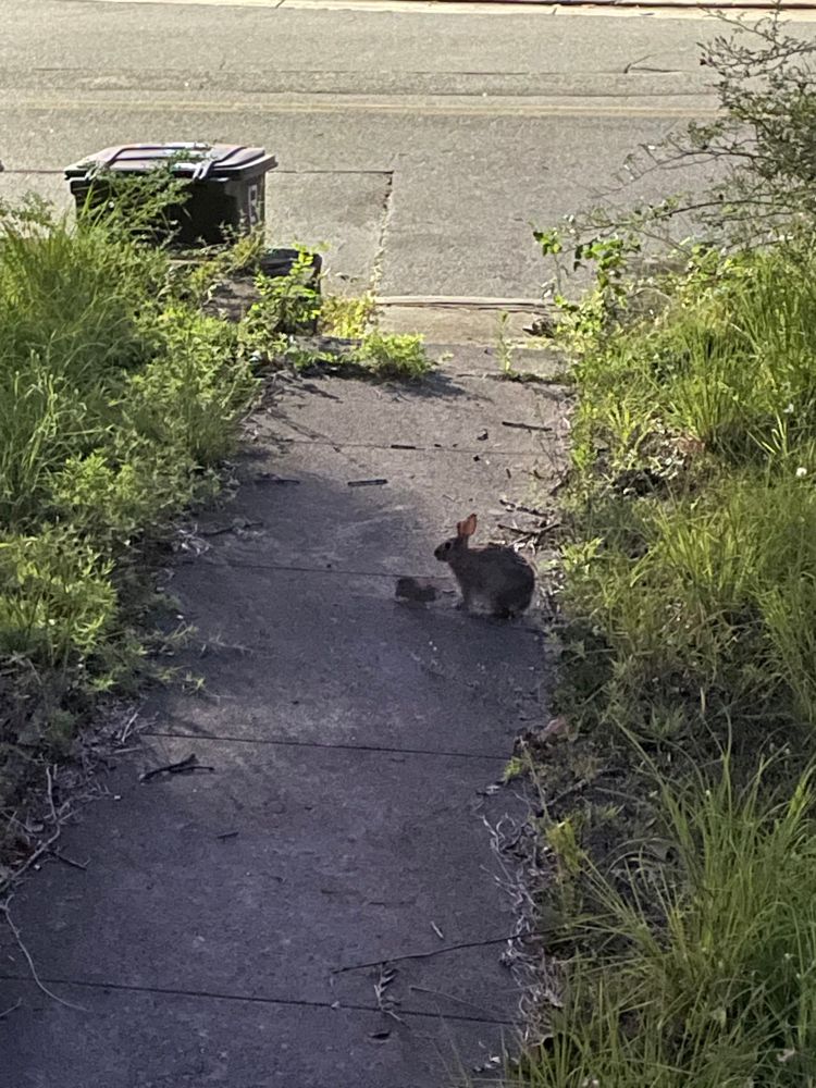momma rabbit with her baby sitting on the sidewalk (: 