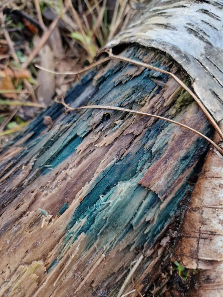 Green elf cup mushroom on a log