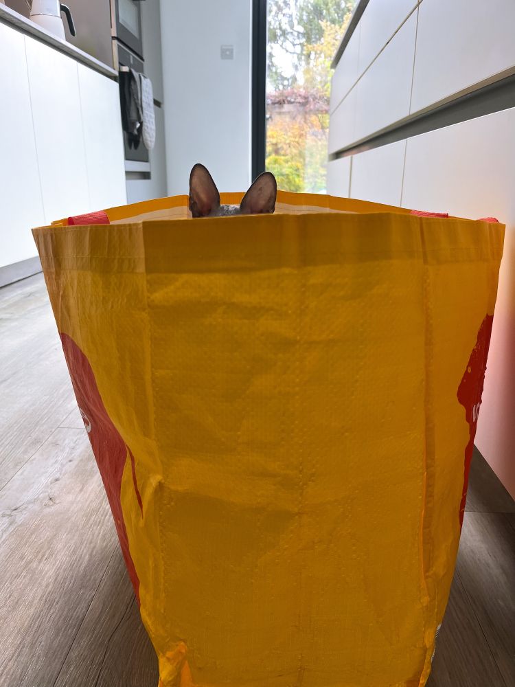 My cats ears visible out of the top of an orange shopping bag 
