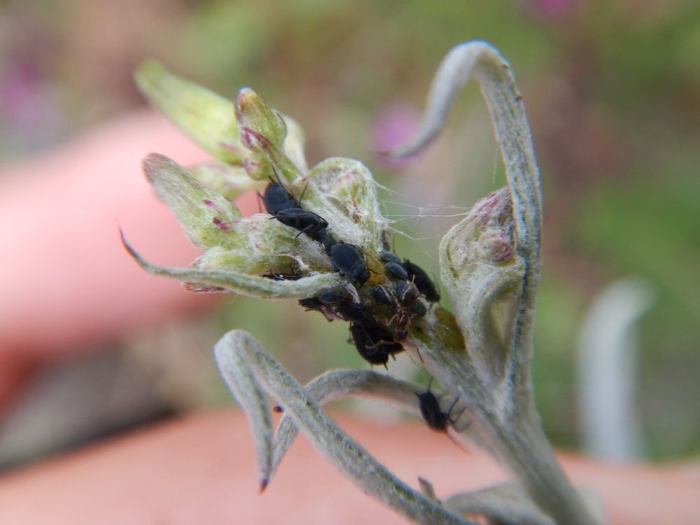 A photo of a greyish hairy plant stem covered in black aphids, America regwort aphids. This plant is the NZ Pahohoraka, Senecio quadridentatus.

For details and higher resolution photos, see my iNat observation at https://inaturalist.nz/observations/320306091