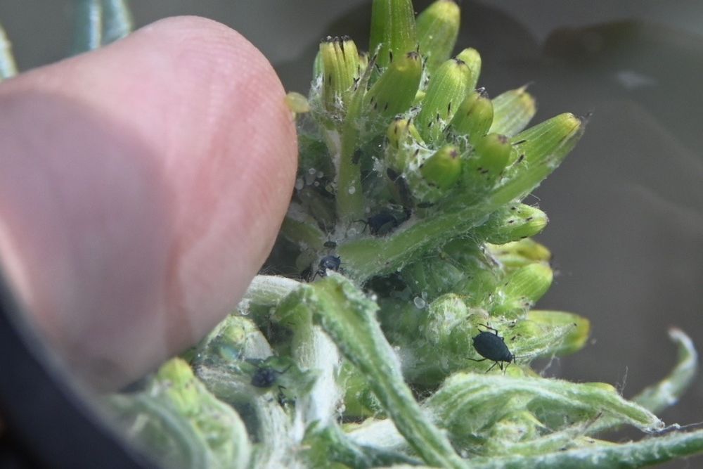 A photo (taken through a hand-held magnifying glass) of some green flower buds, of a NZ native herb Senecio glomeratus, and a cluster of all-black aphids feeding on it. These are the American ragwort aphid, Senecio lugentis.

More details of this observation and a higher resolution photo are at https://inaturalist.nz/observations/322653324