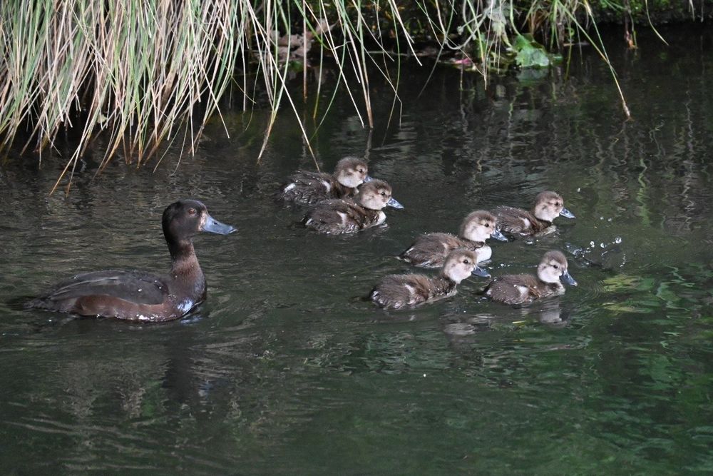 The second of my photos of a female scaup (a small brown diving duck) with her smaller mottled brown ducklings, all swimming on the river. Now there are six ducklings, as one has dived underwater.