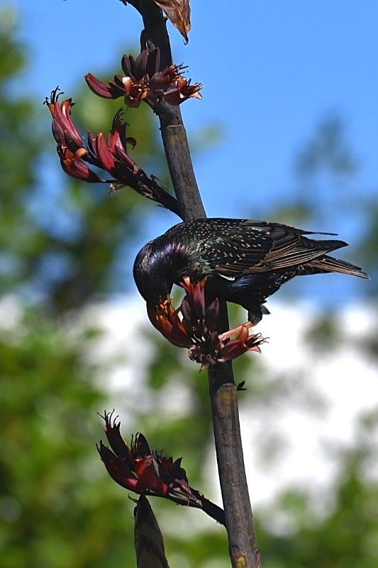 A photo of a European starling feeding from flowers of harakeke (NZ flax). Harakeke makes a tall inflorescence with many upturned red flowers that are visited by flower-loving birds. Starlings are glossy iridescent black speckled birds.

Full details of my observation are at https://inaturalist.nz/observations/324289259