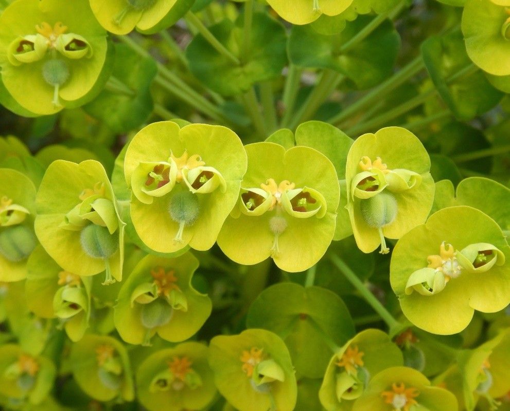 A photo of some of the many flowers on an infloresence of Mediterranean spurge, Euphorbia characias. They are greenish yellow flowers with what look like muppet-like faces with two big googly eyes and a yellow tuft of hair and big green nose.

A full size version of my photo is on iNaturalist NZ at https://inaturalist.nz/observations/318500421
