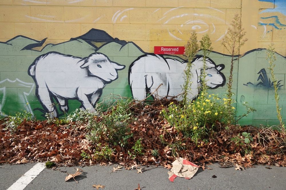 A mural with two sheep and green rolling hills, at the back of a carpark along Bath Street in central Ōtautahi-Christchurch city.