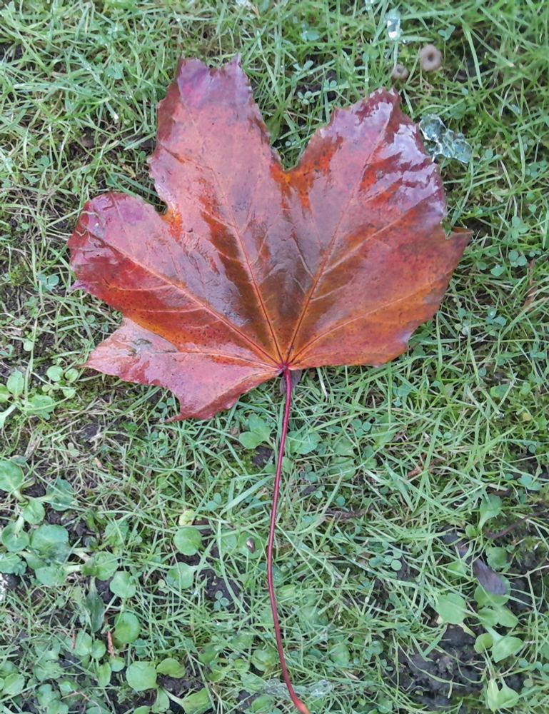Glossy orange, red and magenta leaf washed clean by melted snow, and shining against the green grass, as beautiful as any flower