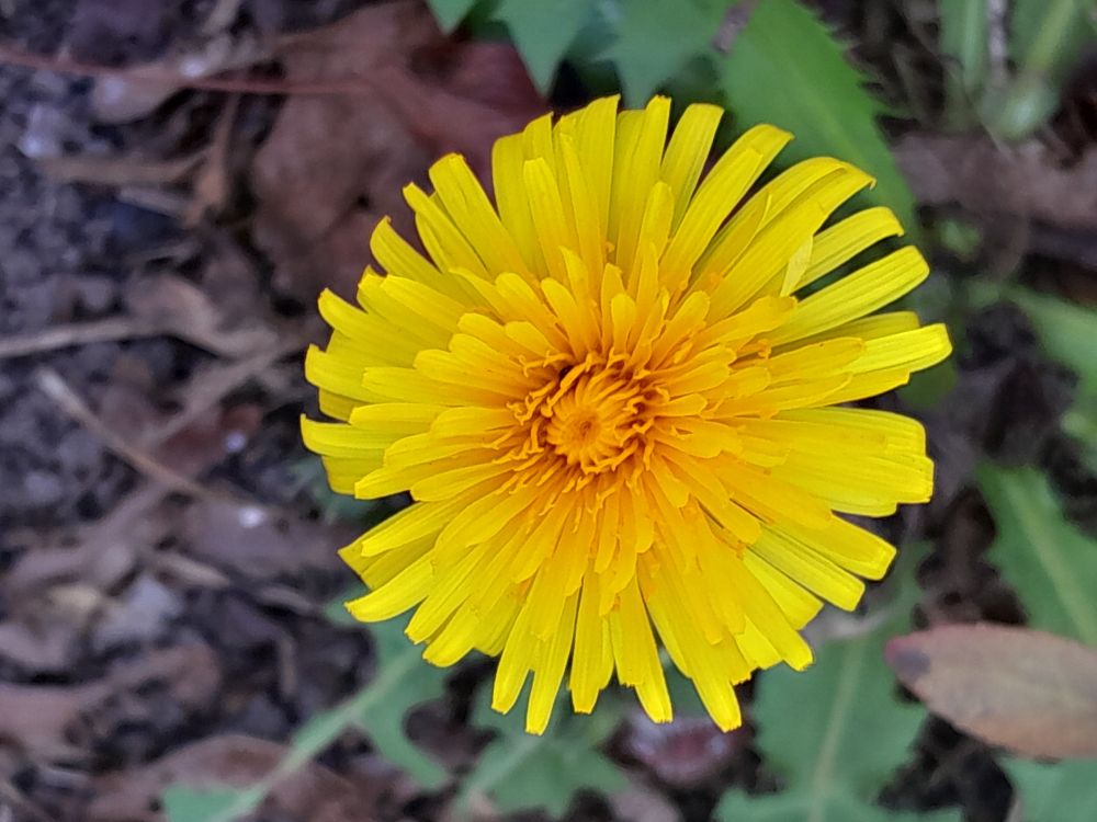 A bright yellow dandelion 