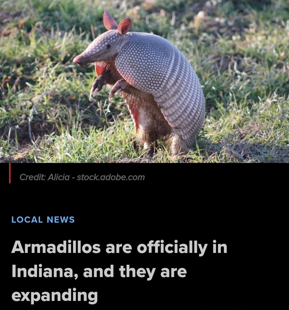 Local News story from Indiana. 

There's a picture of an Armadillo standing on its hind legs.

Beneath the picture is the headline:

Armadillos are officially in Indiana, and they are expanding