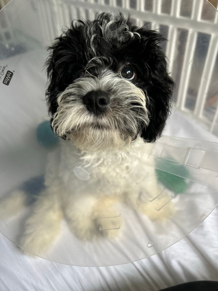 Medical rescue black and white cavapoo wearing the cone of shame. Behind him are two green chew toys.