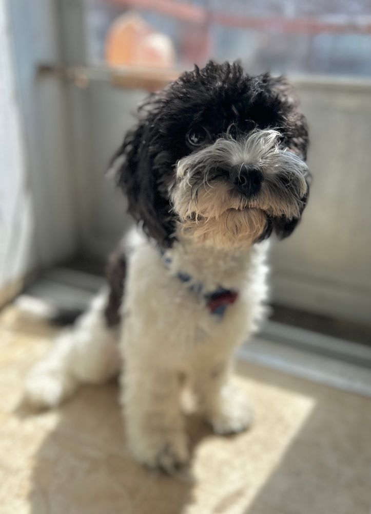 The same black and white cavapoo 3 months later, healthy and 10 lbs