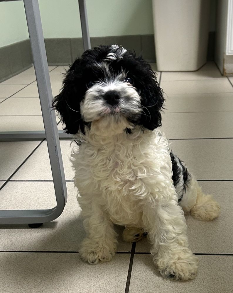 Tiny, 5 lb black and white cavapoo puppy on a tile floor of a vet office