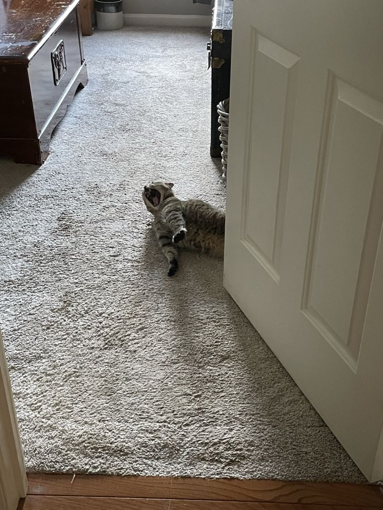 our cat onion laying on the carpeted floor, his back legs and tail are hidden behind a door. he is stretching and yawning. i think he looks very silly
