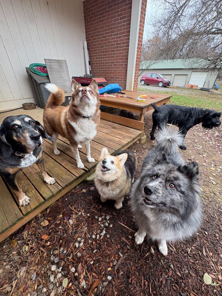 Lille-Bean a tri-colored red headed corgi with 5 other dogs, all bigger than her, as they are on a wooden porch. 