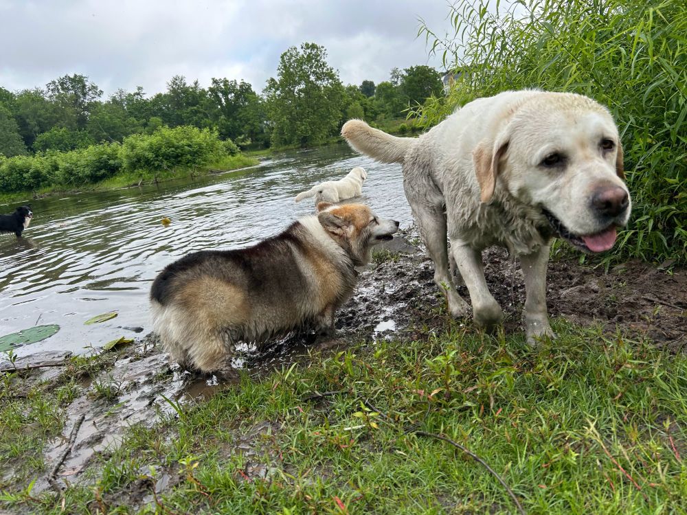 Lille-Bean, a tri-colored red head corgi with her new friend, a large light tan large dog, in the mud as they get out of the lake. 