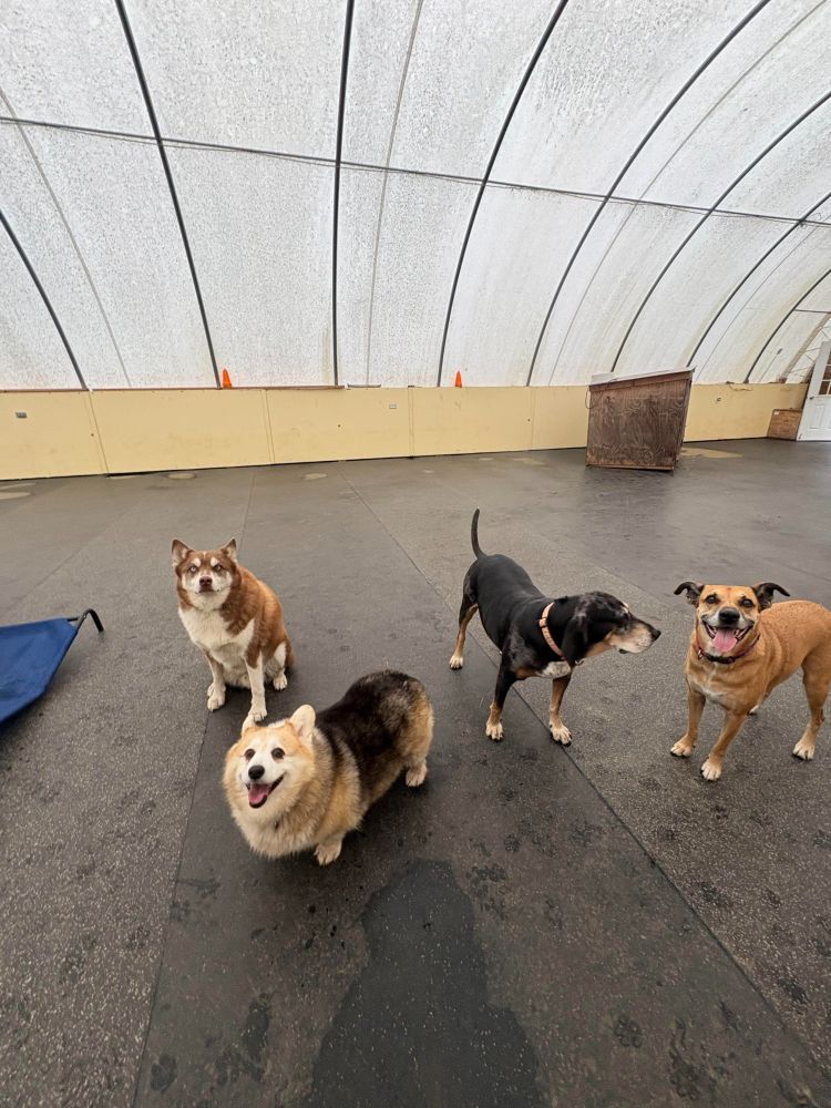 Lille-Bean a tri-colored red headed corgi with other dogs in the indoor play area because of the rain. 