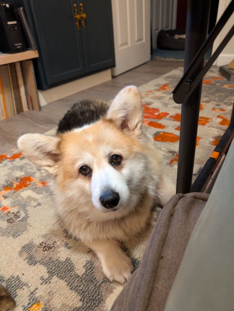 A tri color red head corgi dog laying by the table. 