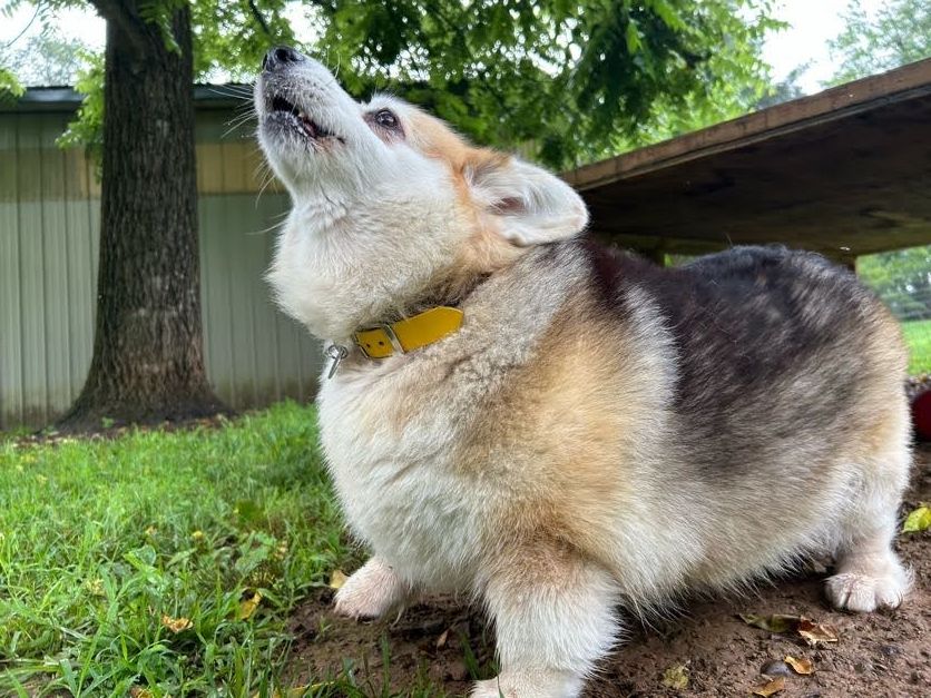 Lille-Bean, a tri-colored red head corgi barking at the sky