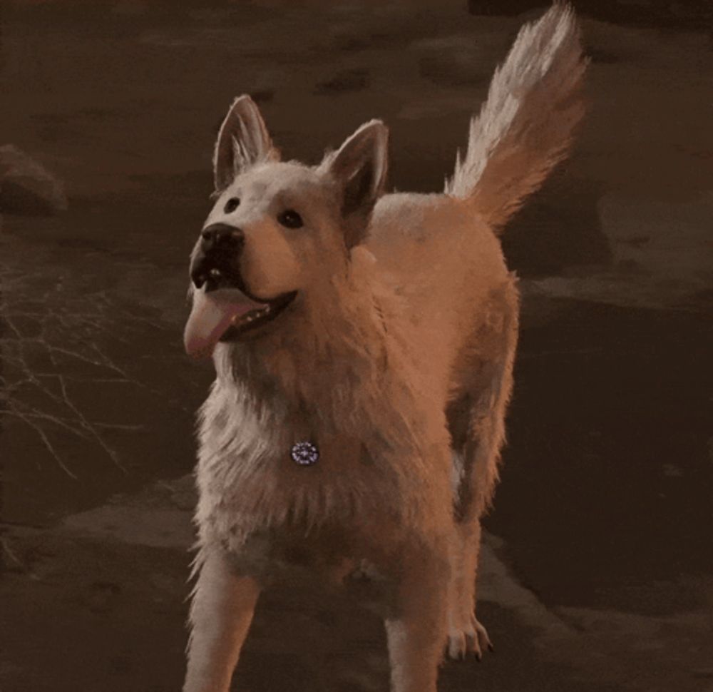 a white dog with a necklace around its neck looks up at the sky