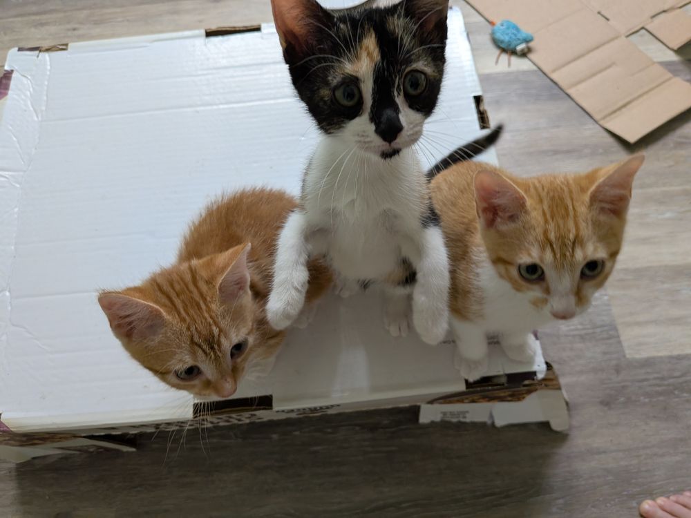 Three kittens looking up, the calico in the middle is rising up on her hind paws, while the orange tabbies on either side remain seated.