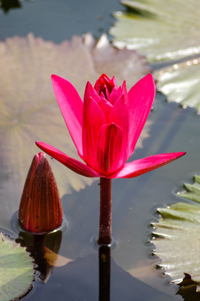 Zu sehen in der Bildmitte ist eine rote geöffnete Seerosenblüte. Links daneben sieht man die gleiche Blüte als Knospe, die teilweise unter der Wasseroberfläche liegt.