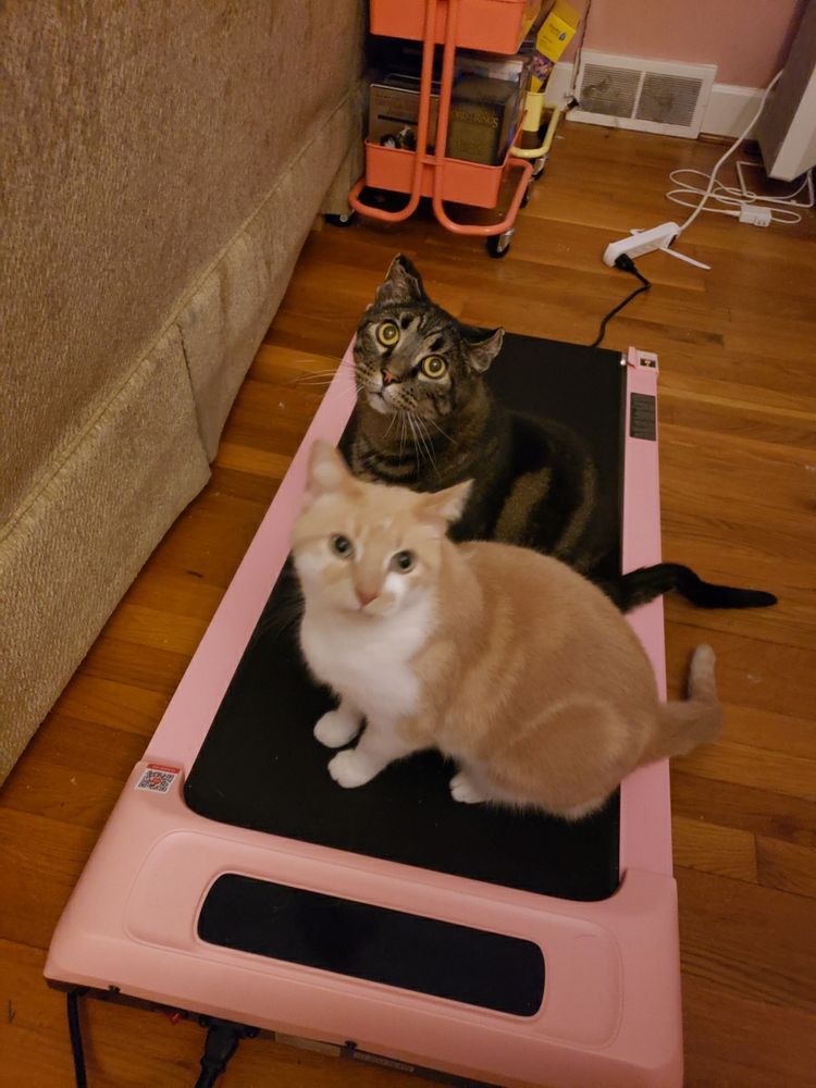 Two cats sit on a pink treadmill, staring up at the camera. In the foreground is an orange boy with a white belly, behind him is a black and brown tabby with huge golden eyes. There is not a brain cell between them. But they are very cute.
