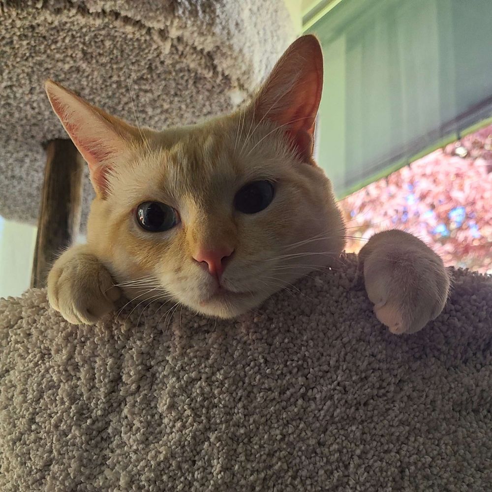 Photo of a cream and lightly orange tabby cat looking down at the camera over the edge of a cat tree. He has very faint tabby markings only on his face. I believe he's considered a "flame-point"
He's very cute :)
